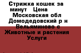 Стрижка кошек за 30 минут › Цена ­ 1 000 - Московская обл., Домодедовский р-н, Вельяминово с. Животные и растения » Услуги   